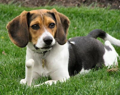 /i/tips and recipe/Baxter_in_our_backyard.jpg